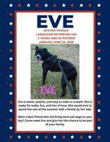 Enlarge Eve, a Adoptable Pit Bull Terrier in Denton, TX image 3/3