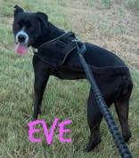 Eve, Adoptable, Young Female Pit Bull Terrier.