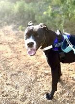 Enlarge Eve, a Adoptable Pit Bull Terrier in Denton, TX image 2/3