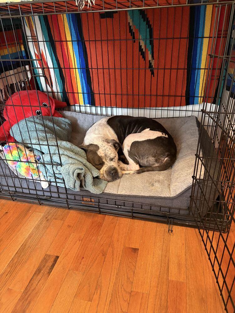 Enlarge Confetti, a Adoptable mixed breed in New York, NY image 2/6