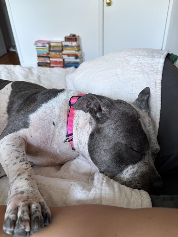 Enlarge Confetti, a Adoptable mixed breed in New York, NY image 3/6