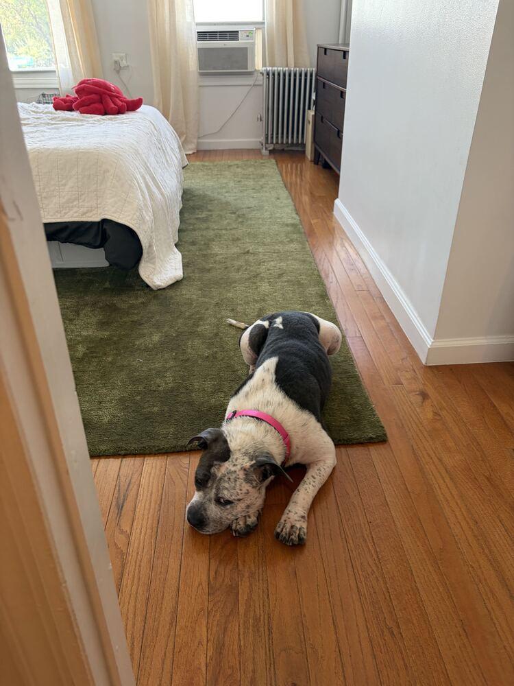 Enlarge Confetti, a Adoptable mixed breed in New York, NY image 4/6