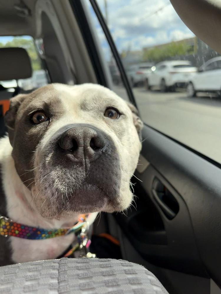 Enlarge Confetti, a Adoptable mixed breed in New York, NY image 5/6