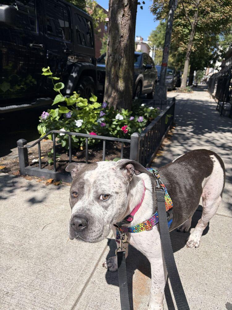Enlarge Confetti, a Adoptable mixed breed in New York, NY image 6/6