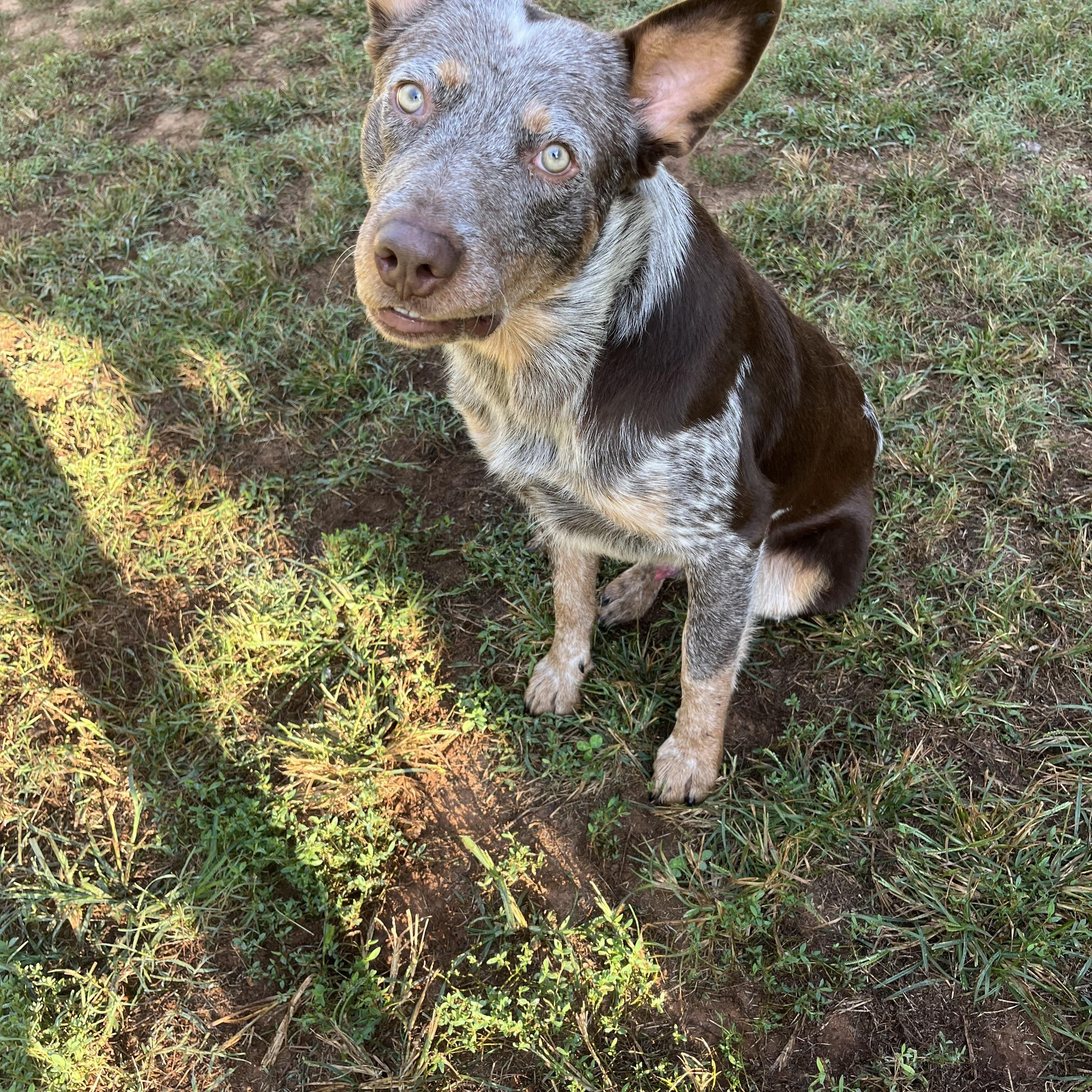 Enlarge Chucky, a Adoptable mixed breed in Loudon, TN image 2/2
