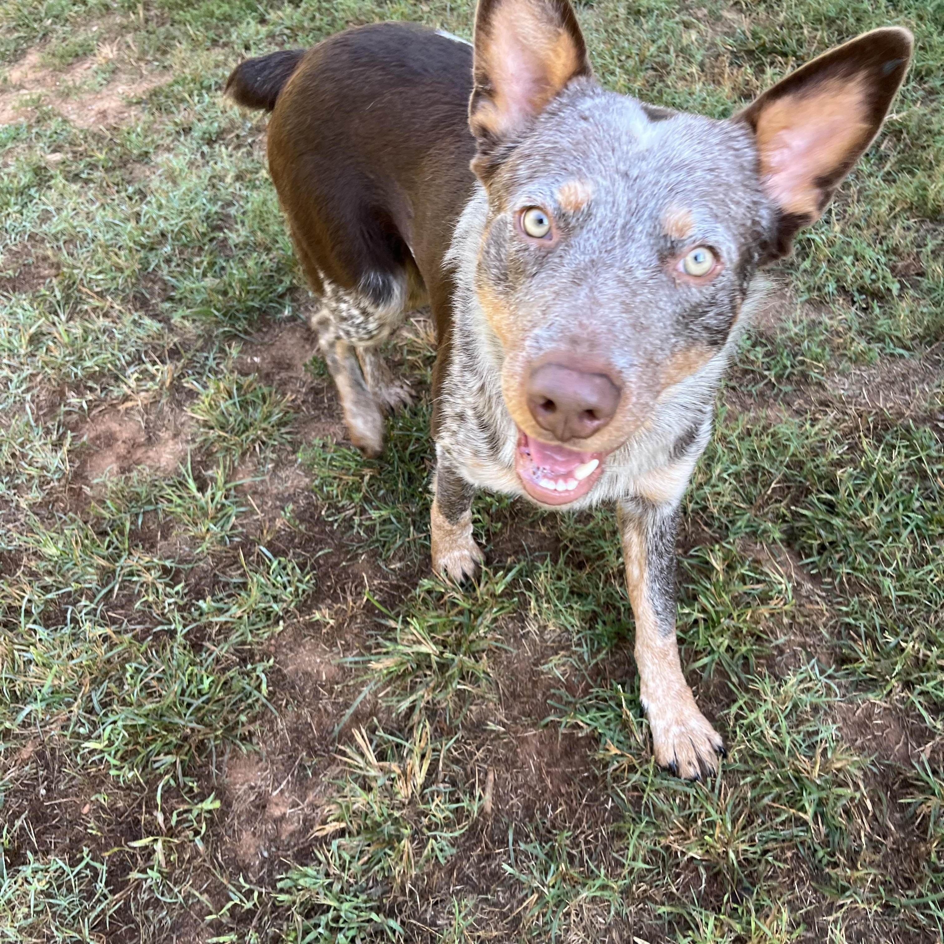 Chucky, Adoptable, Adult Male Australian Cattle Dog / Blue Heeler & Australian Shepherd.