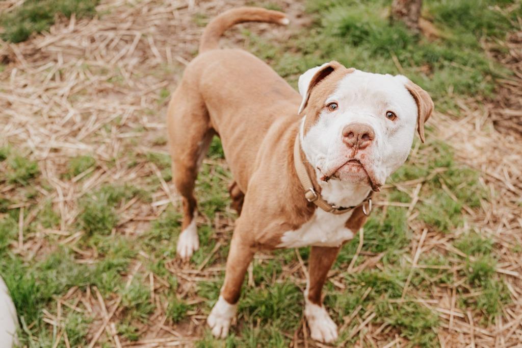 Enlarge Gronk - Sponsored by Danny Flensborg, a Adoptable Pit Bull Terrier in Newberg, OR image 3/6