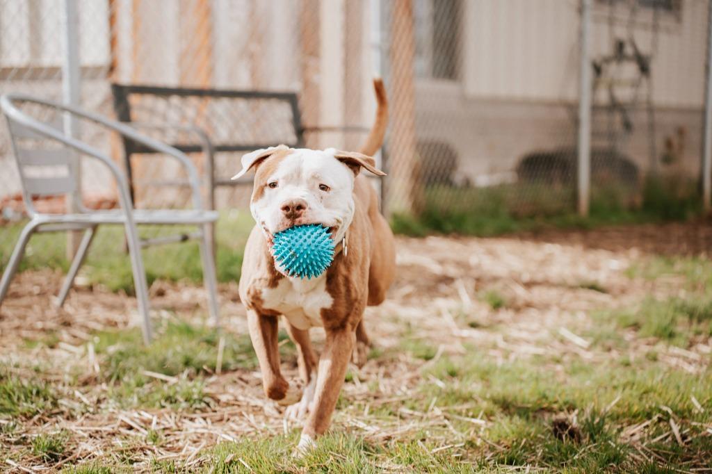Enlarge Gronk - Sponsored by Danny Flensborg, a Adoptable Pit Bull Terrier in Newberg, OR image 5/6