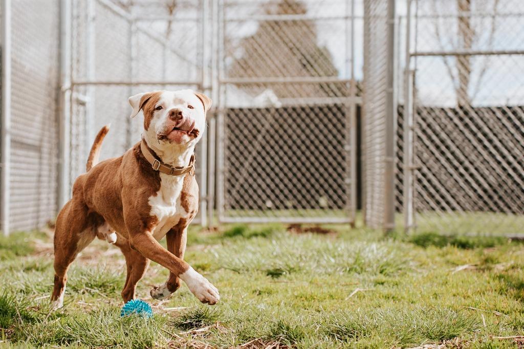 Enlarge Gronk - Sponsored by Danny Flensborg, a Adoptable Pit Bull Terrier in Newberg, OR image 6/6