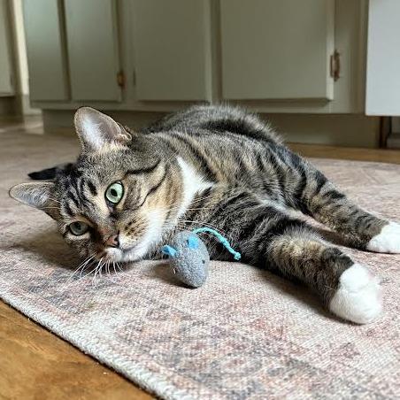 Kaya - See my videos! - In Foster, Adoptable, Senior Female Domestic Short Hair.