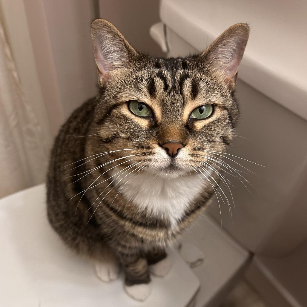 Enlarge Kaya - See my videos! - In Foster, a Adoptable Domestic Short Hair in Springfield, MA image 1/6