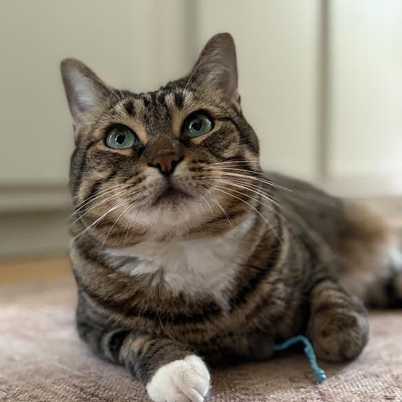 Enlarge Kaya - See my videos! - In Foster, a Adoptable Domestic Short Hair in Springfield, MA image 2/6