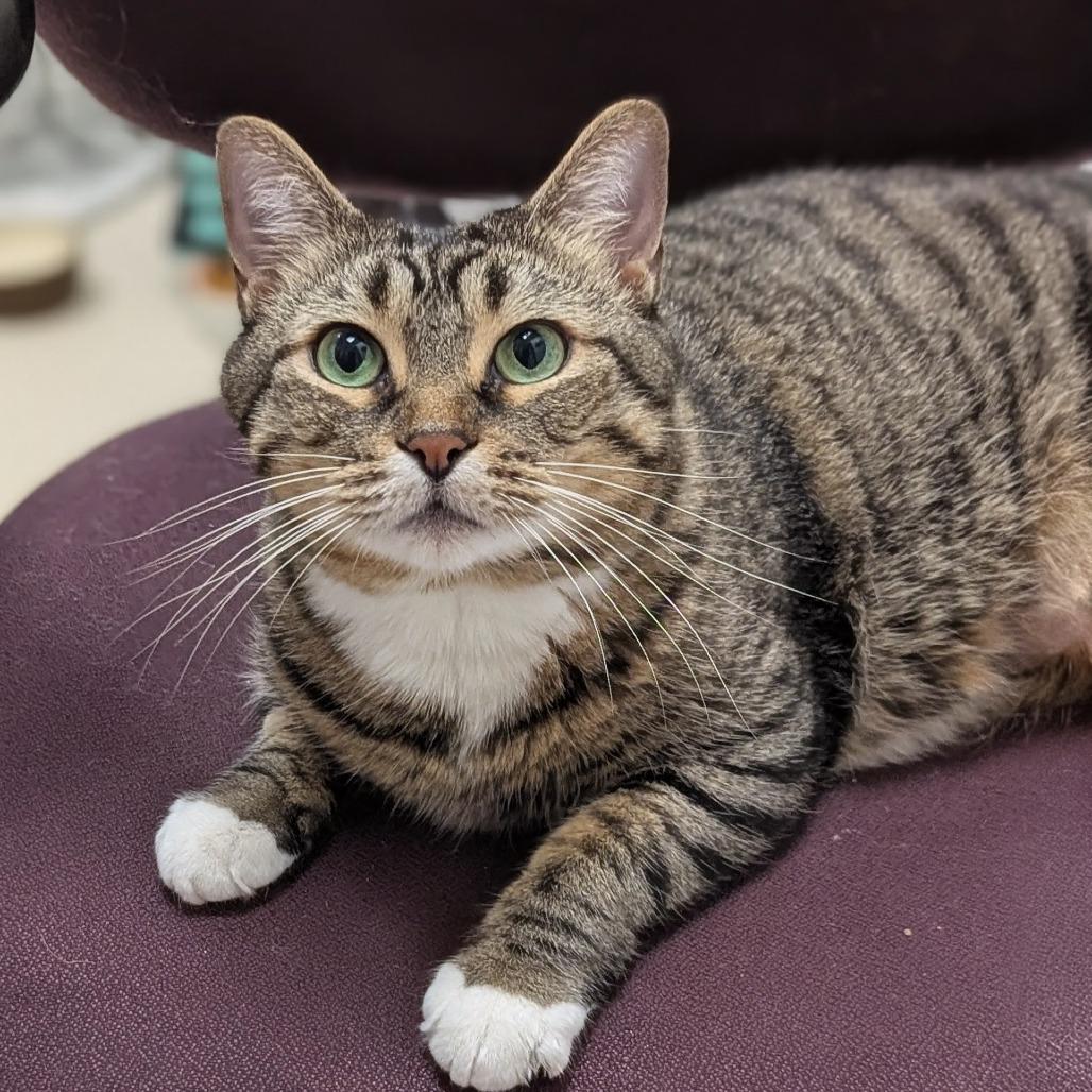 Enlarge Kaya - See my videos! - In Foster, a Adoptable Domestic Short Hair in Springfield, MA image 3/6