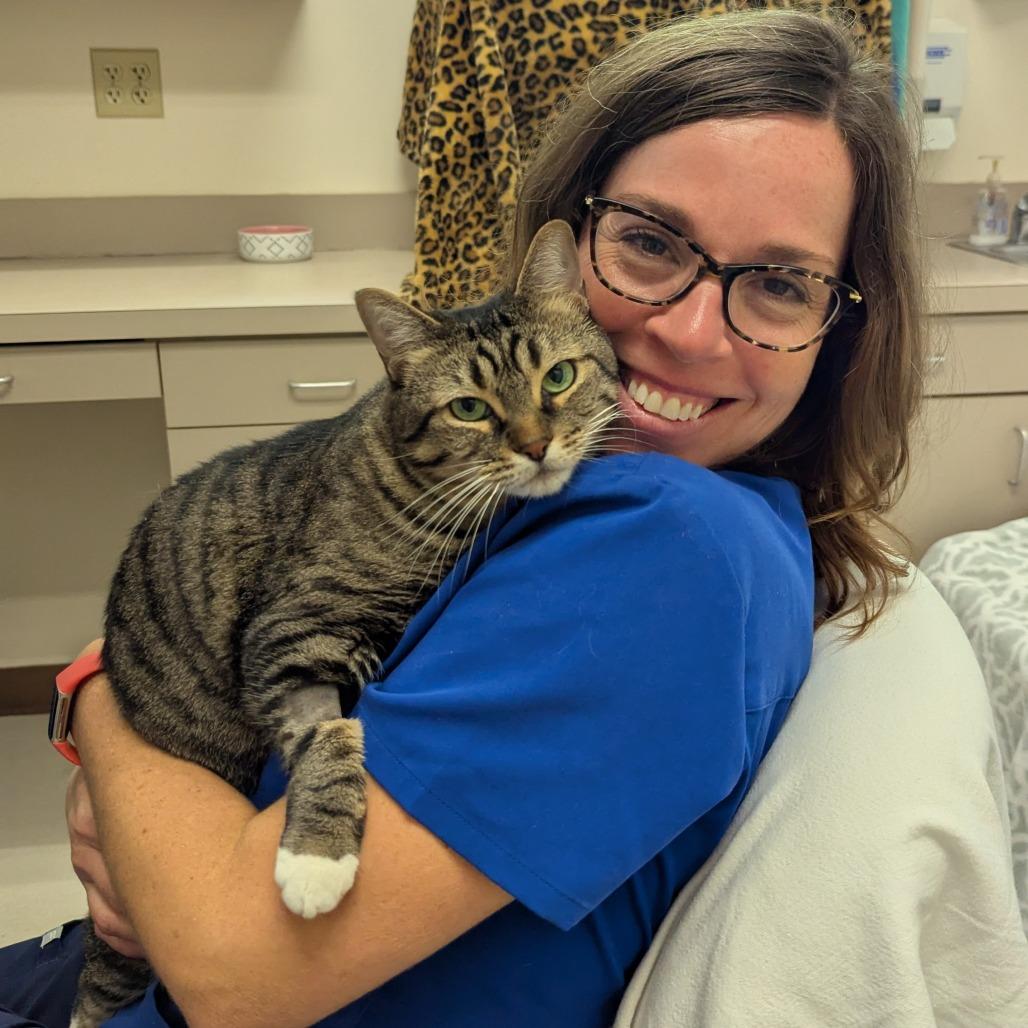 Enlarge Kaya - See my videos! - In Foster, a Adoptable Domestic Short Hair in Springfield, MA image 4/6