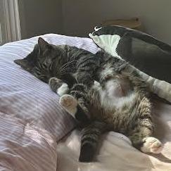 Enlarge Kaya - See my videos! - In Foster, a Adoptable Domestic Short Hair in Springfield, MA image 5/6