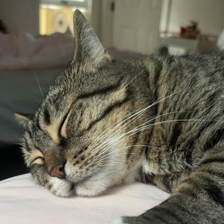 Enlarge Kaya - See my videos! - In Foster, a Adoptable Domestic Short Hair in Springfield, MA image 6/6