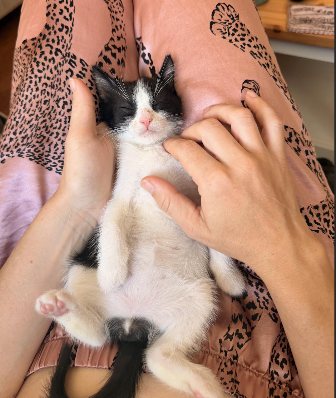 Bingo, Adoptable, Young Male Domestic Short Hair.