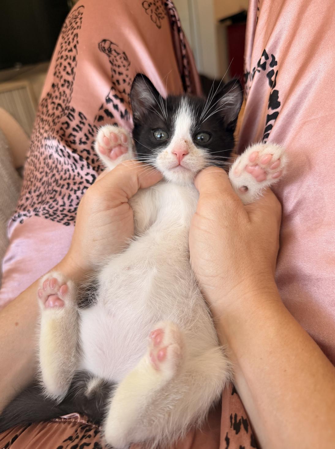 Enlarge Bingo, a Adoptable Domestic Short Hair in Davis, CA image 3/3