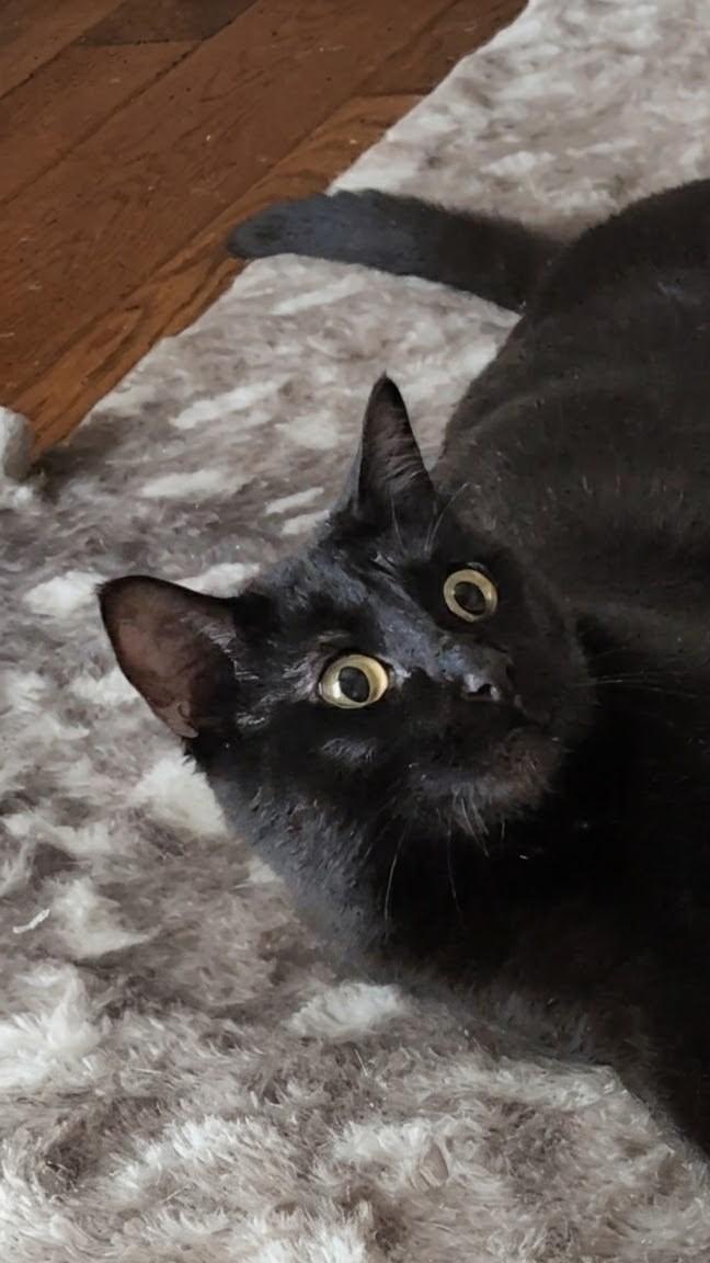 Enlarge Onyx, a Adoptable Domestic Short Hair in Denver, CO image 6/6