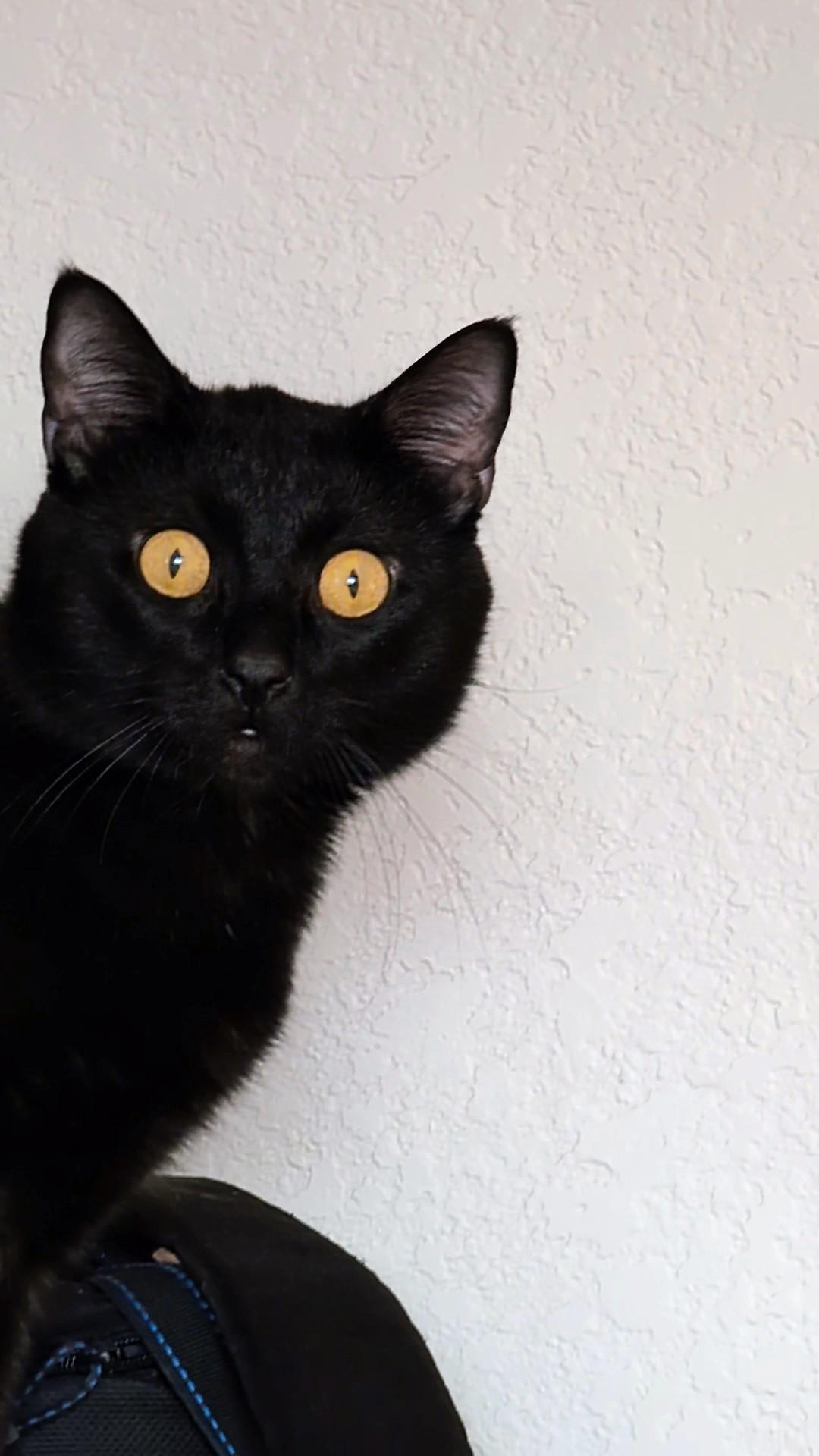 Enlarge Onyx, a Adoptable Domestic Short Hair in Denver, CO image 4/6