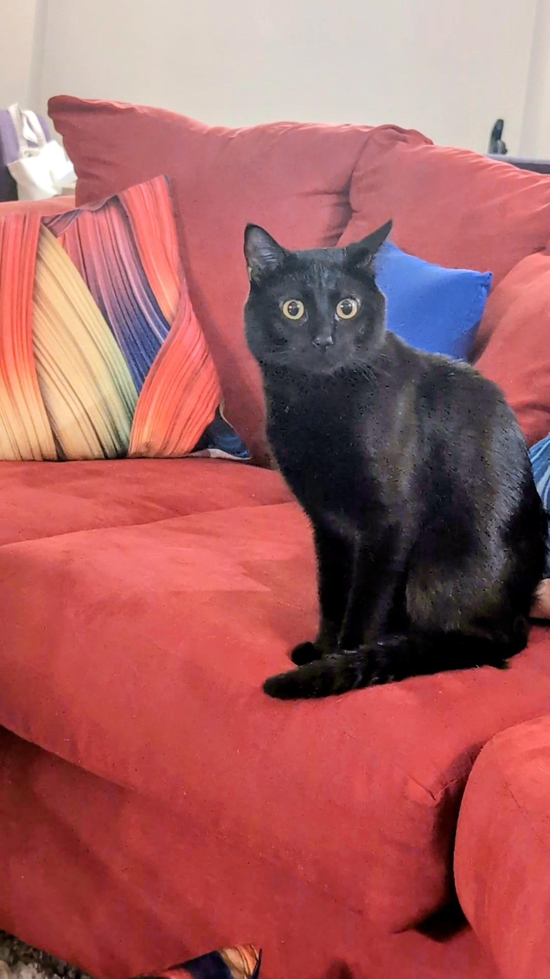 Enlarge Onyx, a Adoptable Domestic Short Hair in Denver, CO image 1/6