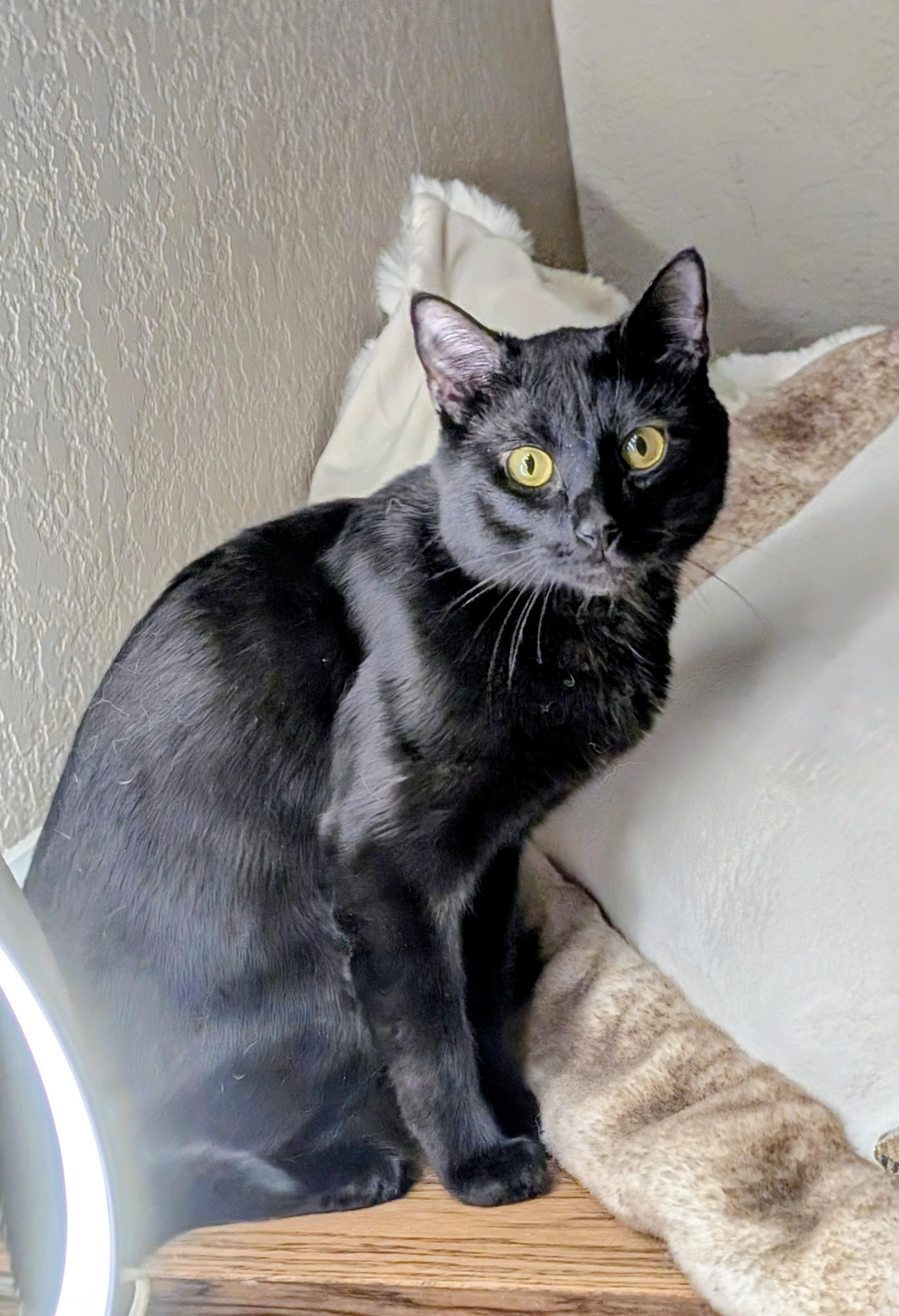 Enlarge Onyx, a Adoptable Domestic Short Hair in Denver, CO image 2/6