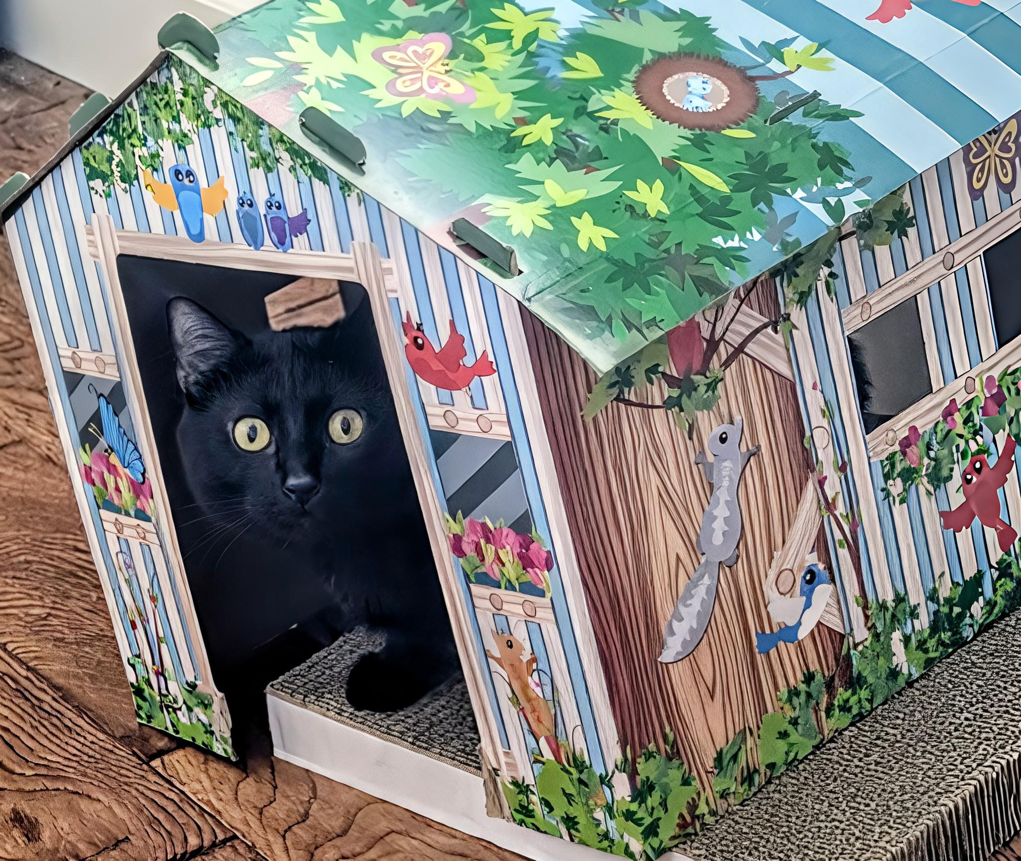 Enlarge Onyx, a Adoptable Domestic Short Hair in Denver, CO image 3/6