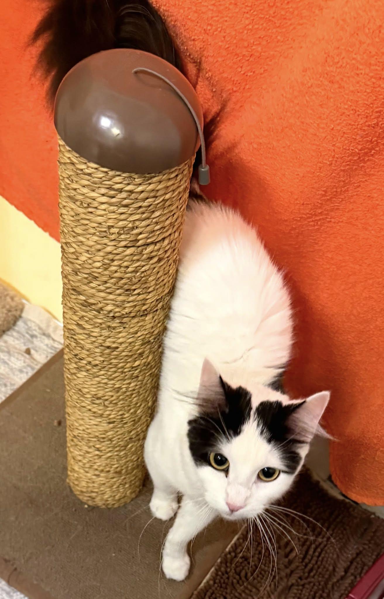 Coco, an adopted Domestic Medium Hair in North Kingstown, RI image 2/2