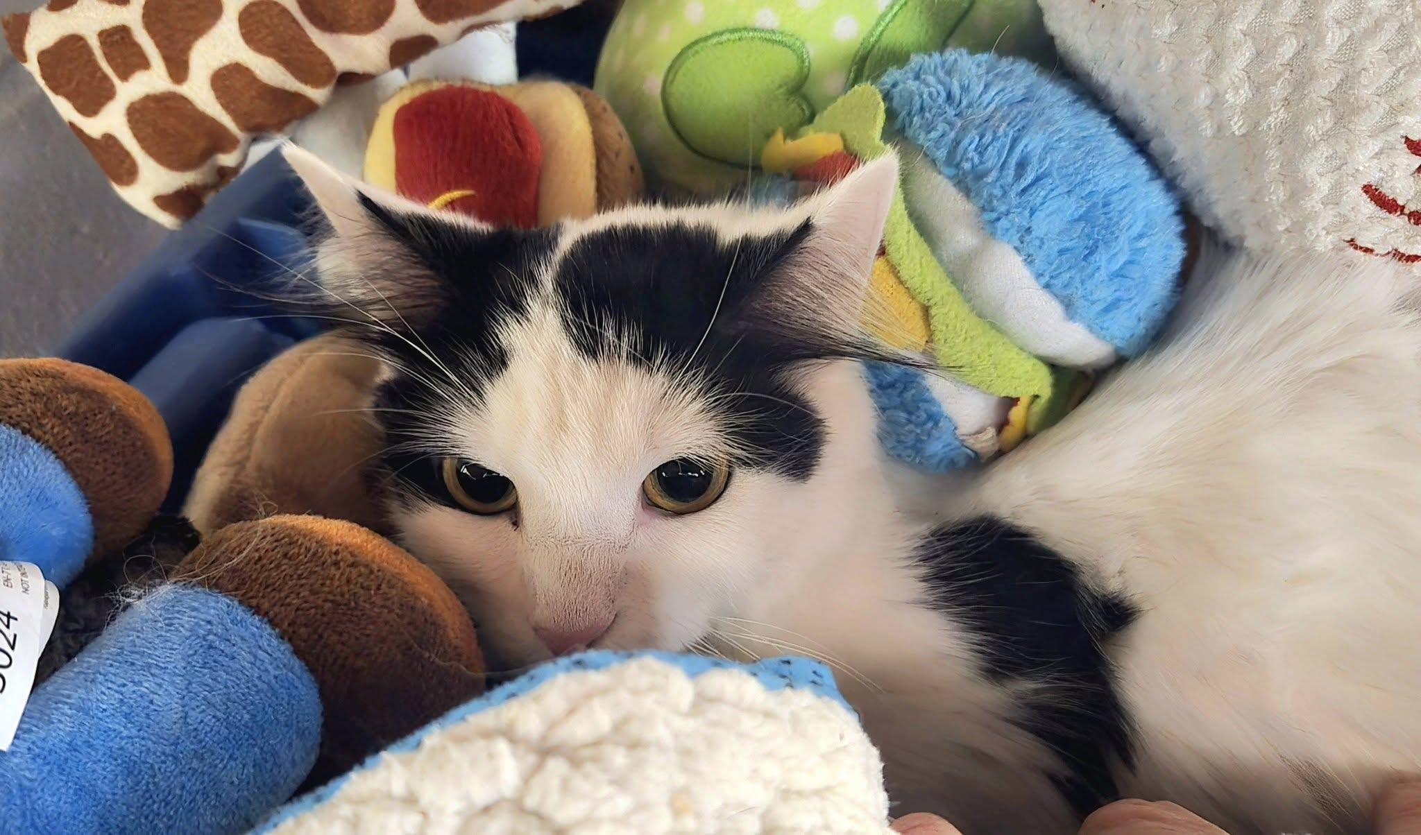 Coco, adopted, Young Female Domestic Medium Hair.