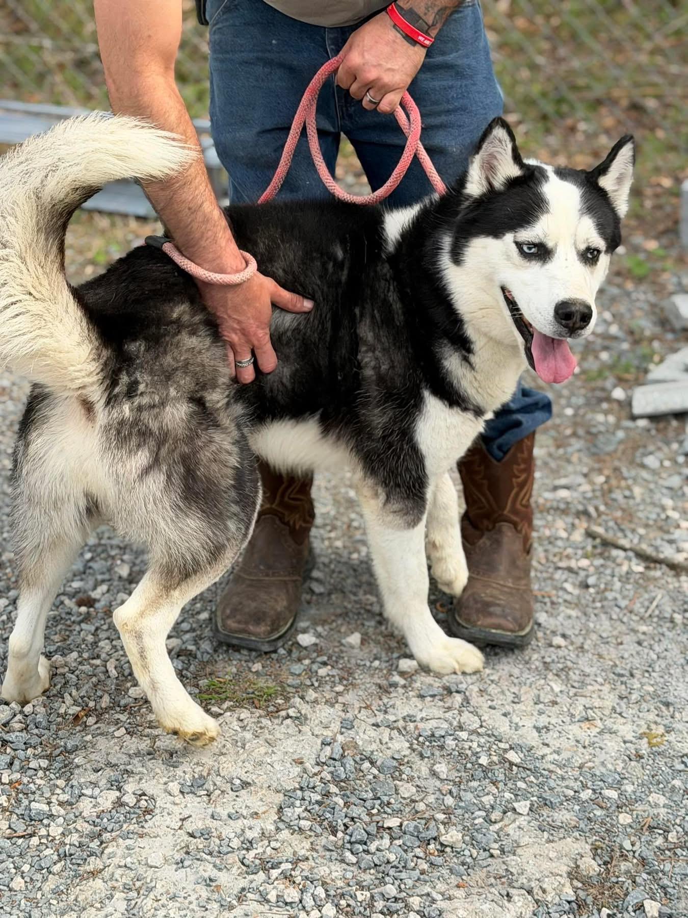 Enlarge Mane, an adopted mixed breed in Elizabethtown, NC image 1/1