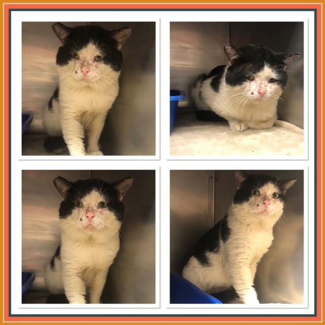 PANDA BEAR, ADOPTABLE, Adult Male Domestic Short Hair.