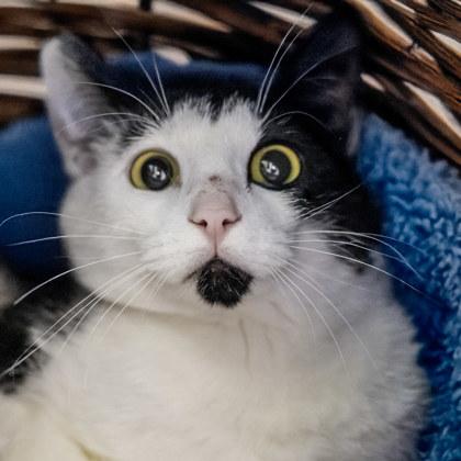 Enlarge Shredder (FIV+), a Adoptable mixed breed in Camano Island, WA image 1/1