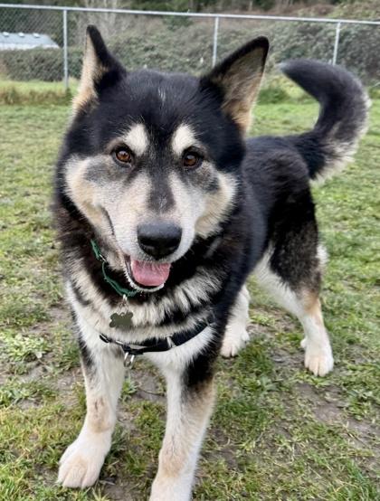 Boris AKA Bear, Adoptable, Senior Male Siberian Husky & Alaskan Malamute.