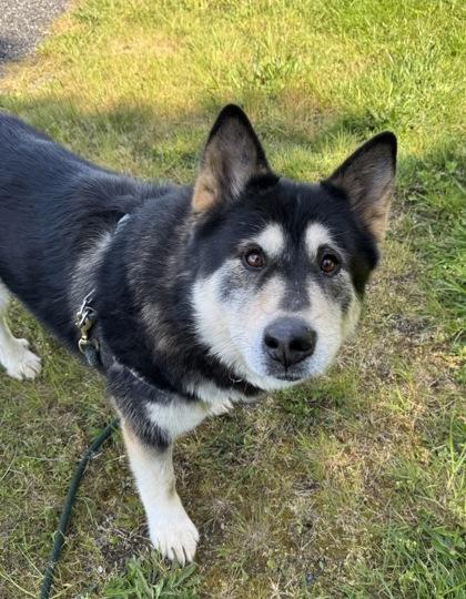 Boris AKA Bear, a Adoptable mixed breed in Burlington, WA image 2/3