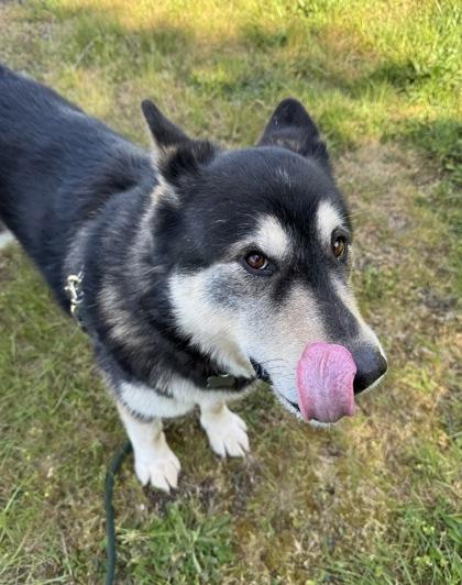 Boris AKA Bear, a Adoptable mixed breed in Burlington, WA image 3/3