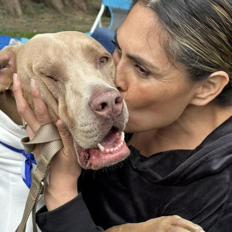 Bo, Adoptable, Adult Male Weimaraner & Vizsla.