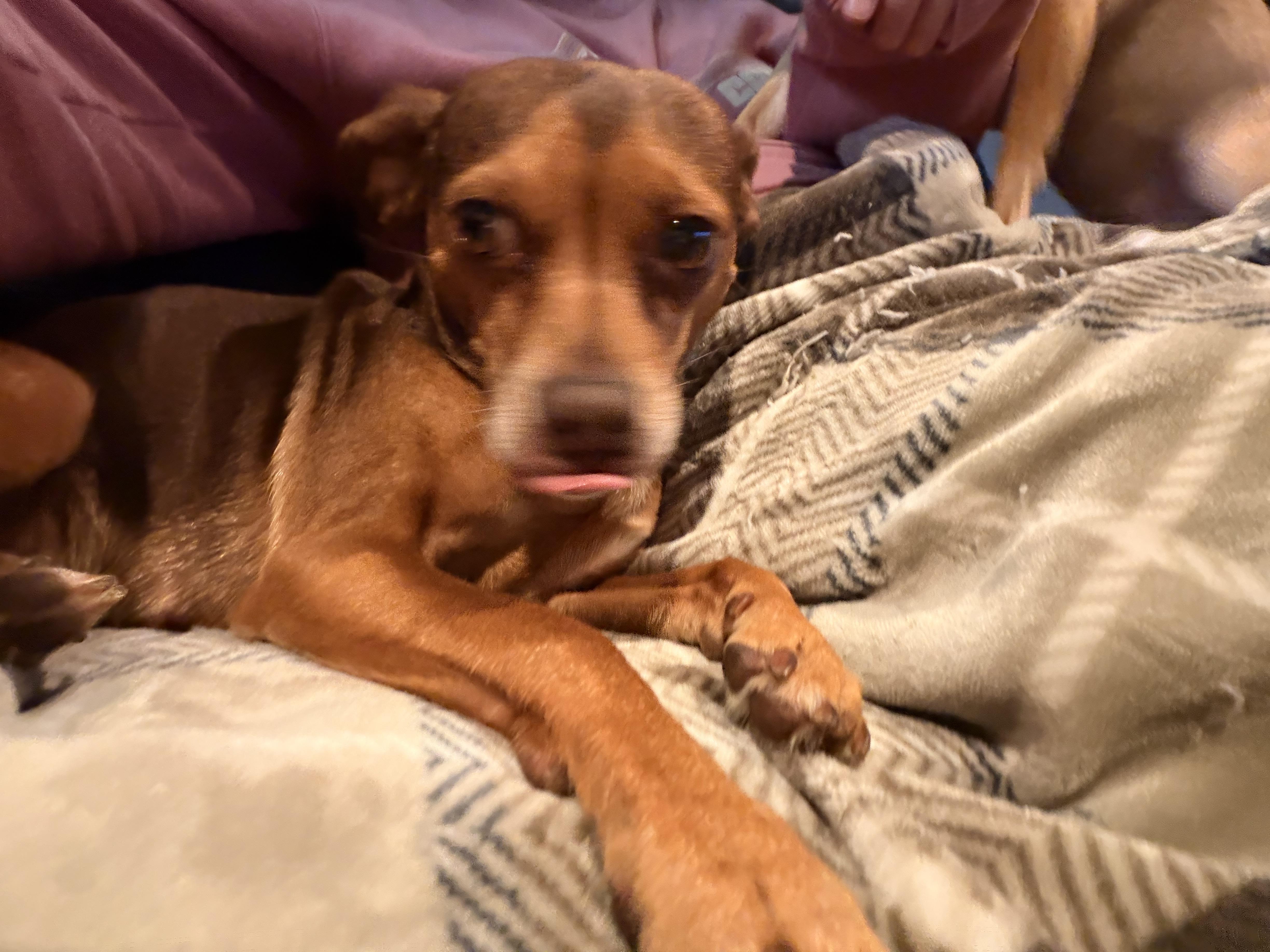 Enlarge Dandelion , a ADOPTABLE mixed breed in Byron, IL image 4/6