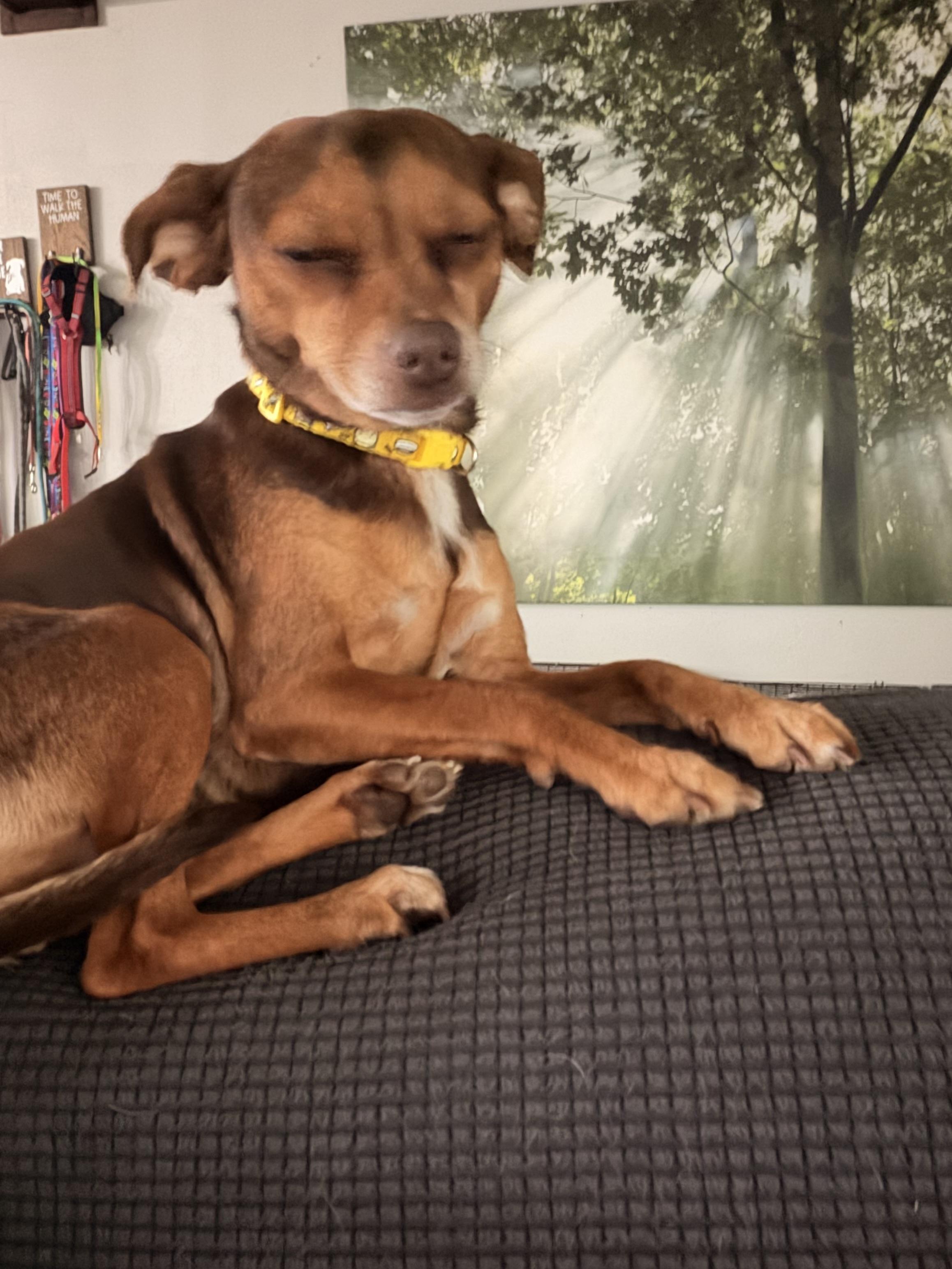 Dandelion , ADOPTABLE, Adult Female Chihuahua.