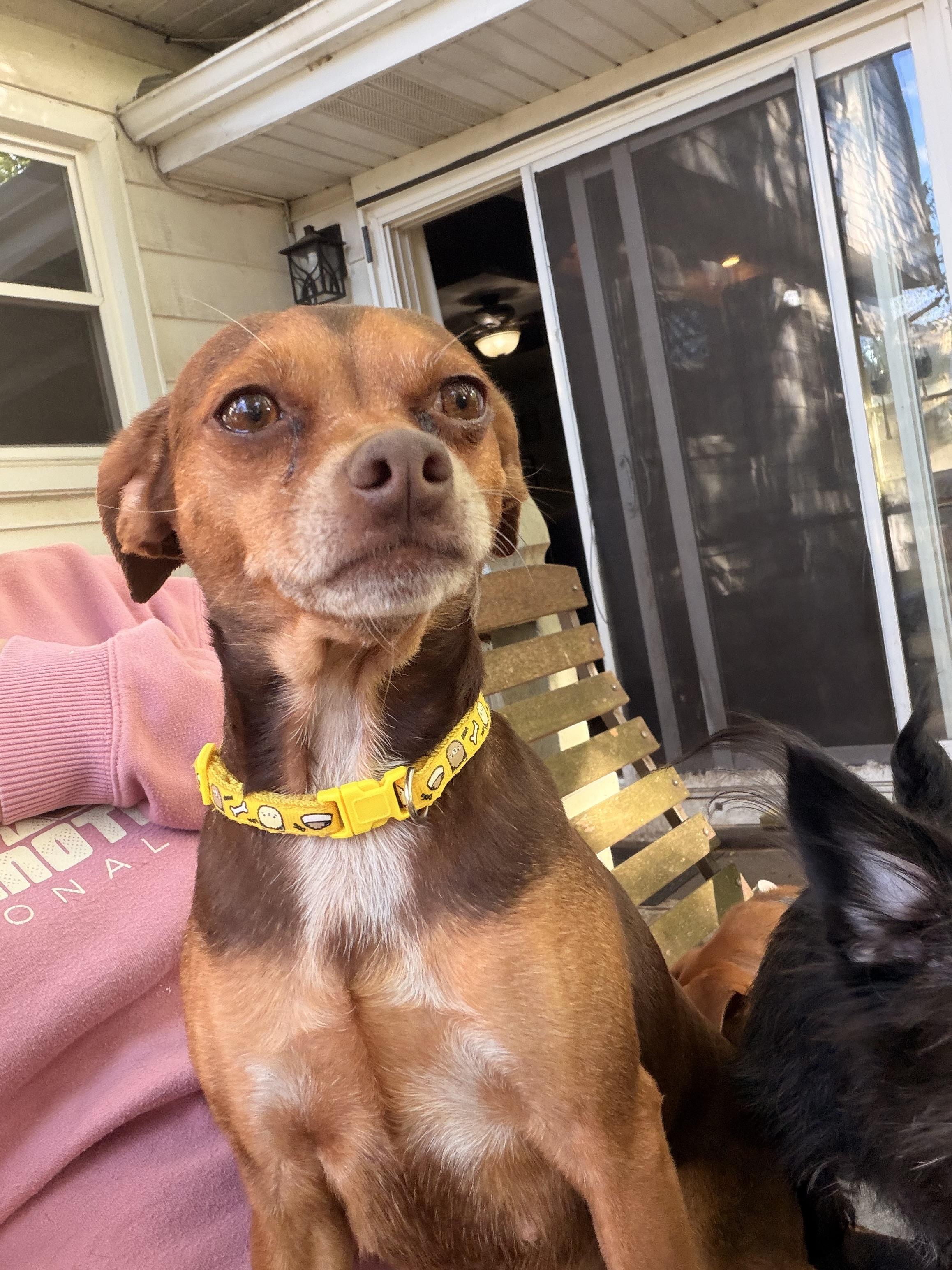 Enlarge Dandelion , a ADOPTABLE mixed breed in Byron, IL image 5/6