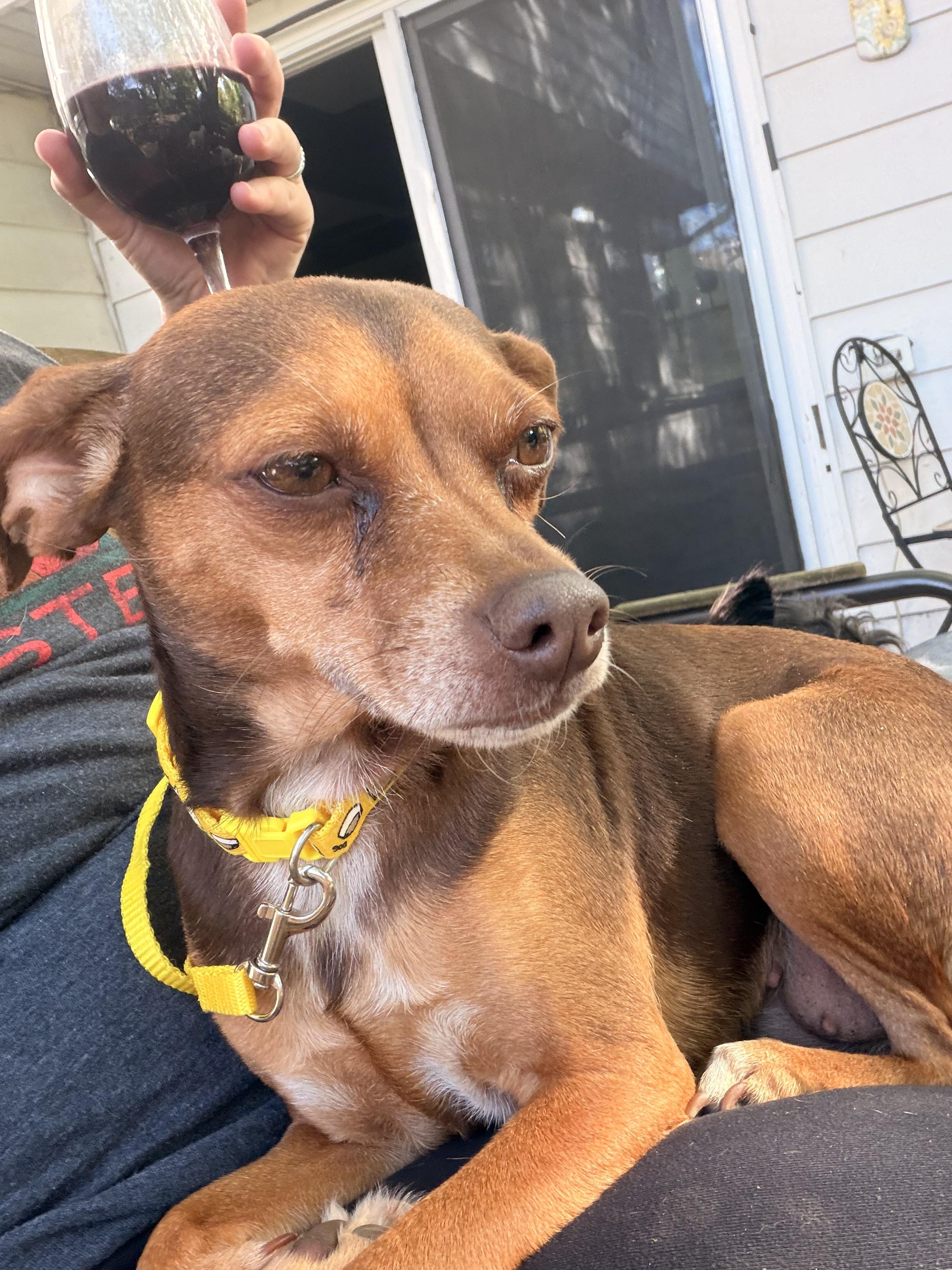 Enlarge Dandelion , a ADOPTABLE mixed breed in Byron, IL image 3/6