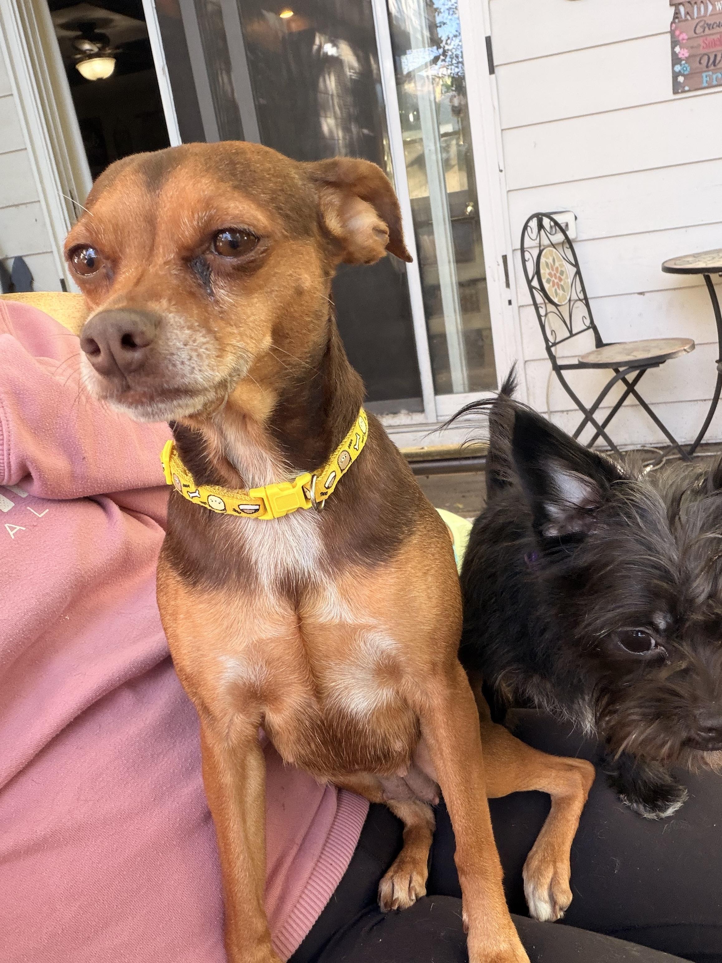 Enlarge Dandelion , a ADOPTABLE mixed breed in Byron, IL image 2/6