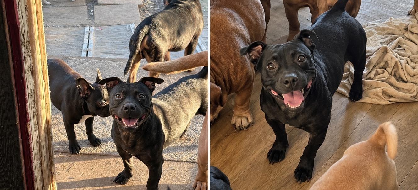 Shadow, ADOPTABLE, Young Male Basset Hound & Pit Bull Terrier.