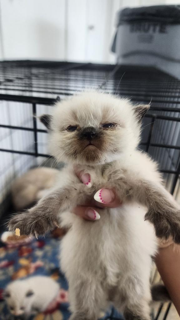 Enlarge Nevada, a Adoptable mixed breed in Brownwood, TX image 1/1