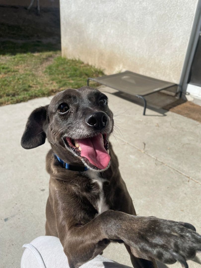 Enlarge Rocky, a Adoptable Mountain Cur in San Bernardino, CA image 2/5
