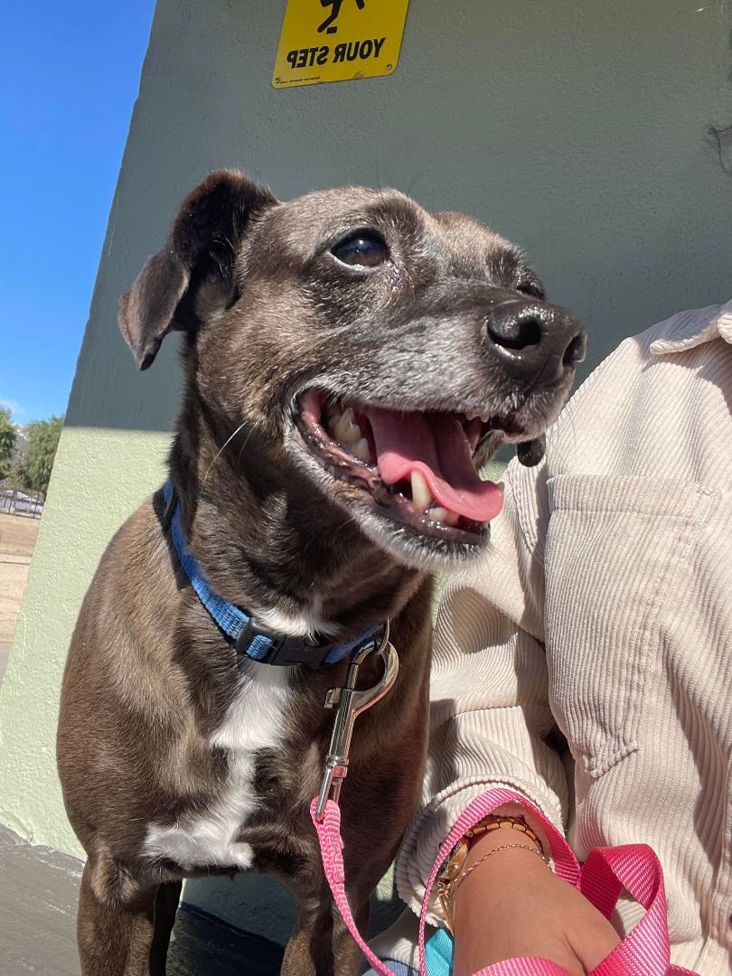 Enlarge Rocky, a Adoptable Mountain Cur in San Bernardino, CA image 4/5