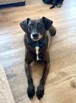 Enlarge Rocky, a Adoptable Mountain Cur in San Bernardino, CA image 1/5