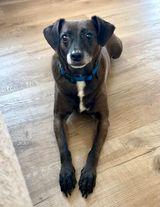 Enlarge Rocky, a Adoptable Mountain Cur in San Bernardino, CA image 5/5