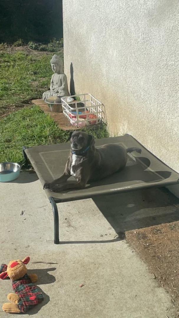 Enlarge Rocky, a Adoptable Mountain Cur in San Bernardino, CA image 3/5
