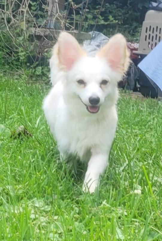 Prince Charming, Adopted, Adult Male Chihuahua.