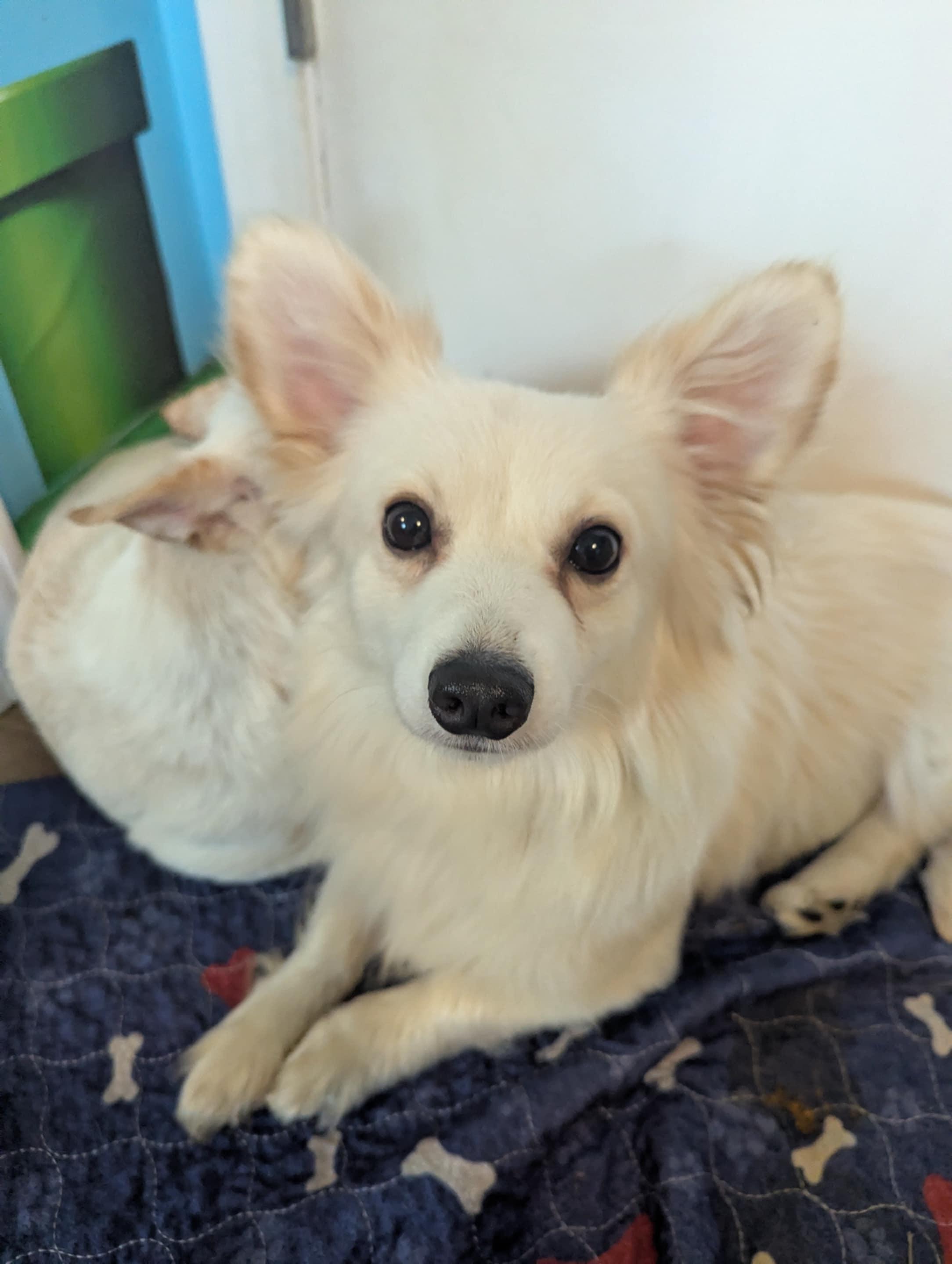 Enlarge Prince Charming, a Adopted mixed breed in Columbia, MO image 3/3